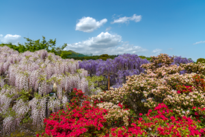 Jardins à Laussonne